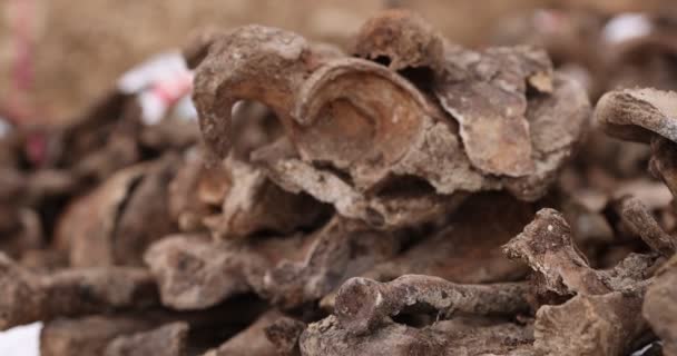 Escavações arqueológicas, Trabalho da equipe de busca no local de um tiroteio em massa de pessoas. Restos humanos ossos de esqueleto, crânios no túmulo do chão. Restos humanos reais das vítimas dos nazis — Vídeo de Stock