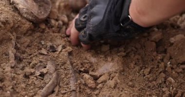 Arkeolojik kazılar, arama ekibinin toplu katliam yapılan yerde çalışması. İskelet kalıntıları, yer altındaki kafatasları. Nazilerin kurbanlarının gerçek kalıntıları.