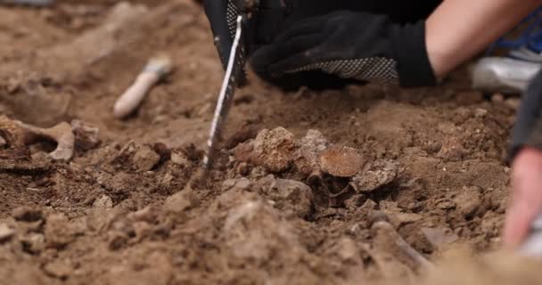 Archäologische Ausgrabungen, Arbeit des Suchteams am Ort einer Massenerschießung von Menschen. Menschliche Überreste von Skeletten, Schädel im Erdgrab. Echte menschliche Überreste von Opfern der Nazis — Stockvideo