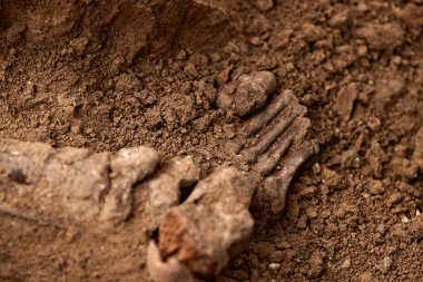 Arkeolojik kazılar, arama ekibinin toplu katliam yapılan yerde çalışması. Mezarda insan kalıntıları (iskelet kemikleri, kafatasları). Nazilerin kurbanlarının gerçek kalıntıları..