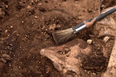 Archaeological excavations, Work of the search team at the site of a mass shooting of people. Human remains (bones of skeleton, skulls) in the ground tomb. Real human remains of victims of the Nazis. clipart
