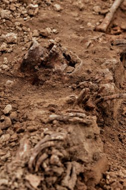 Arkeolojik kazılar, arama ekibinin toplu katliam yapılan yerde çalışması. Mezarda insan kalıntıları (iskelet kemikleri, kafatasları). Nazilerin kurbanlarının gerçek kalıntıları..