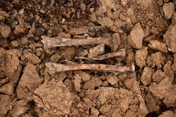 고고학 사람들 규모로 총격을 현장에서의 의유해 두개골 무덤에 희생자들의 의유해 — 스톡 사진