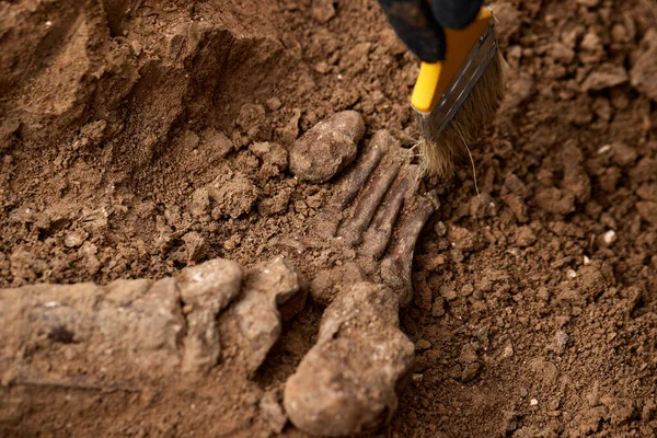 고고학 사람들 규모로 총격을 현장에서의 의유해 두개골 무덤에 희생자들의 의유해 — 스톡 사진