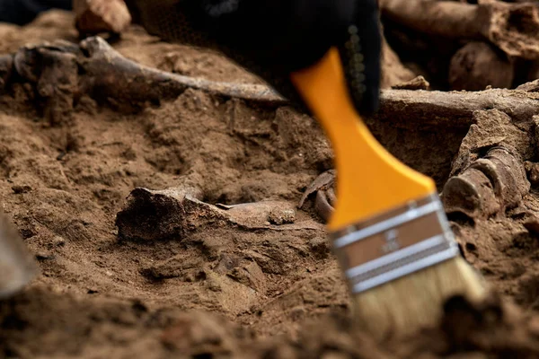 Wykopaliska archeologiczne, Prace ekipy poszukiwawczej na miejscu masowej strzelaniny ludzi. Ludzkie szczątki szkieletu, czaszki w grobowcu. Prawdziwe ludzkie szczątki ofiar nazistów Obrazek Stockowy