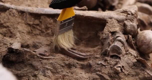 Excavaciones arqueológicas, trabajo del equipo de búsqueda en el sitio de un tiroteo masivo de personas. Restos humanos huesos de esqueleto, cráneos en la tumba del suelo. Restos humanos reales de víctimas de los nazis — Vídeos de Stock