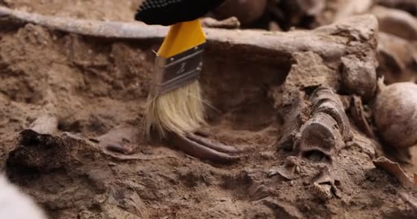 Excavaciones arqueológicas, trabajo del equipo de búsqueda en el sitio de un tiroteo masivo de personas. Restos humanos huesos de esqueleto, cráneos en la tumba del suelo. Restos humanos reales de víctimas de los nazis — Vídeo de stock