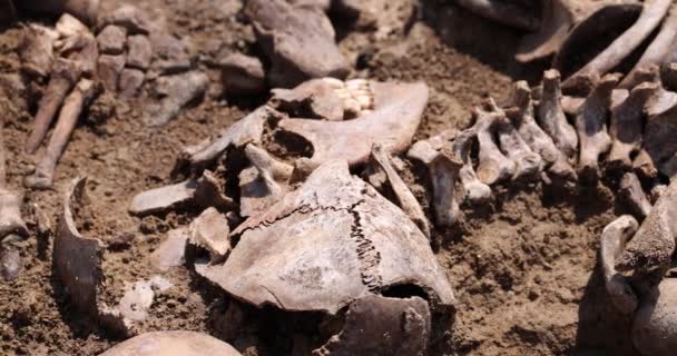 骷髅和人的骨头在地下，搜索小组在现场对人进行了大规模射击。人类遗骨的骨架，土葬。纳粹受害者的真正遗骸 — 图库视频影像