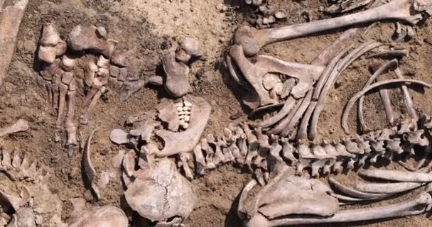 Skulls and bones of people in the ground, Work of the search team at the site of a mass shooting of people. Human remains bones of skeleton, ground tomb. Real human remains of victims of the Nazis — Stock Video