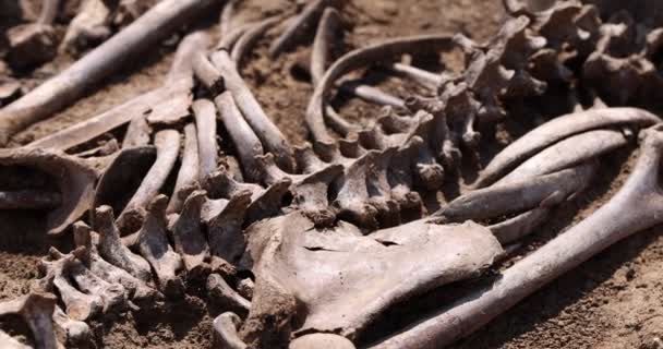 Skulls and bones of people in the ground, Work of the search team at the site of a mass shooting of people. Human remains bones of skeleton, ground tomb. Real human remains of victims of the Nazis — Stock Video