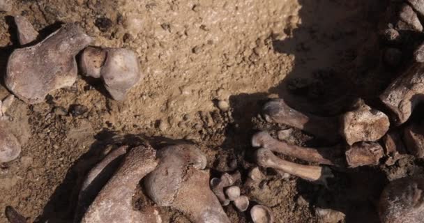 Skulls and bones of people in the ground, Work of the search team at the site of a mass shooting of people. Human remains bones of skeleton, ground tomb. Real human remains of victims of the Nazis — Stock Video