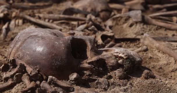 Κρανία και οστά ανθρώπων στο έδαφος, έργο της ομάδας αναζήτησης στο χώρο της μαζικής γυρίσματα των ανθρώπων. Ανθρώπινα οστά σκελετού, επίγειος τάφος. Αληθινά ανθρώπινα λείψανα των θυμάτων των Ναζί — Αρχείο Βίντεο