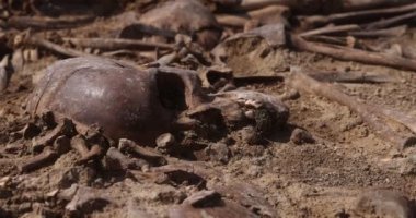 Toprağın altındaki insanların kafatasları ve kemikleri, toplu katliamların yapıldığı yerde arama ekibinin çalışması. İskelet kalıntıları, yer kabri. Nazilerin kurbanlarının gerçek kalıntıları.