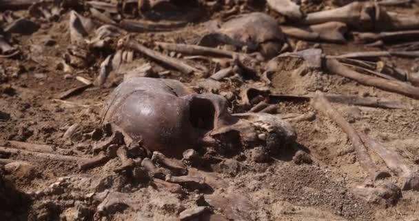 Skulls and bones of people in the ground, Work of the search team at the site of a mass shooting of people. Human remains bones of skeleton, ground tomb. Real human remains of victims of the Nazis — Stock Video
