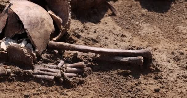 Skulls and bones of people in the ground, Work of the search team at the site of a mass shooting of people. Human remains bones of skeleton, ground tomb. Real human remains of victims of the Nazis — Stock Video