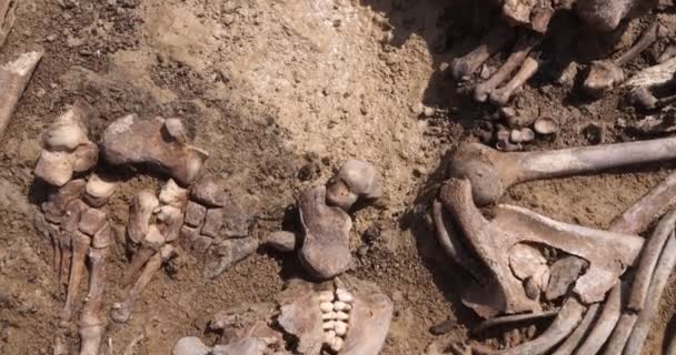 Crânes et os de personnes dans le sol, Travail de l'équipe de recherche sur le site d'une fusillade de masse de personnes. restes humains ossements de squelette, tombeau au sol. Véritables restes humains de victimes des nazis — Video