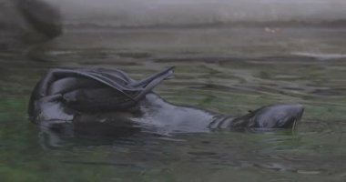 Callorhinus idrarında Kuzey kürkü fok balığı. 4K yavaş çekim 120 fps video, ProRes 422, derecelendirilmemiş C-LOG 10 bit