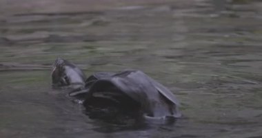 Callorhinus idrarında Kuzey kürkü fok balığı. 4K yavaş çekim 120 fps video, ProRes 422, derecelendirilmemiş C-LOG 10 bit