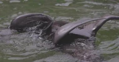 Callorhinus idrarında Kuzey kürkü fok balığı. 4K yavaş çekim 120 fps video, ProRes 422, derecelendirilmemiş C-LOG 10 bit