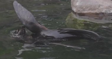 Callorhinus idrarında Kuzey kürkü fok balığı. 4K yavaş çekim 120 fps video, ProRes 422, derecelendirilmemiş C-LOG 10 bit