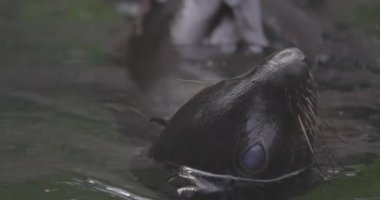 Callorhinus idrarında Kuzey kürkü fok balığı. 4K yavaş çekim 120 fps video, ProRes 422, derecelendirilmemiş C-LOG 10 bit