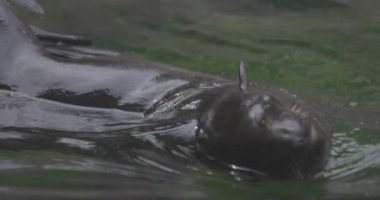 Callorhinus idrarında Kuzey kürkü fok balığı. 4K yavaş çekim 120 fps video, ProRes 422, derecelendirilmemiş C-LOG 10 bit