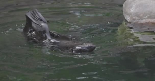 Schöne Nördliche Pelzrobbe im Wasser Callorhinus ursinus. 4K Zeitlupe 120 fps Video, ProRes 422, ungraded C-LOG 10 bit — Stockvideo