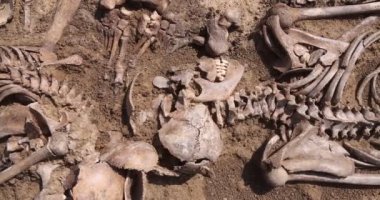 Toprağın altındaki insanların kafatasları ve kemikleri, toplu katliamların yapıldığı yerde arama ekibinin çalışması. İskelet kalıntıları, yer kabri. Nazilerin kurbanlarının gerçek kalıntıları.