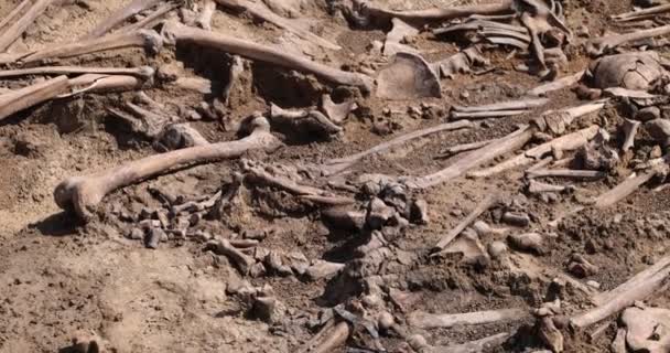 Crânes et os de personnes dans le sol, Travail de l'équipe de recherche sur le site d'une fusillade de masse de personnes. restes humains ossements de squelette, tombeau au sol. Véritables restes humains de victimes des nazis — Video