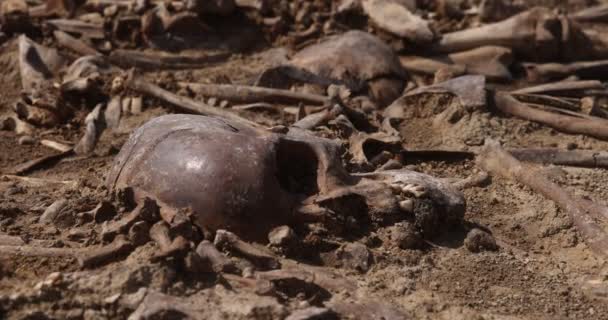 Skulls and bones of people in the ground, Work of the search team at the site of a mass shooting of people. Human remains bones of skeleton, ground tomb. Real human remains of victims of the Nazis — Stock Video