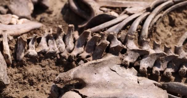 Calaveras y huesos de personas en el suelo, Trabajo del equipo de búsqueda en el sitio de un tiroteo masivo de personas. Restos humanos huesos de esqueleto, tumba en tierra. Restos humanos reales de víctimas de los nazis — Vídeo de stock