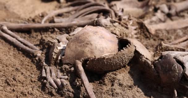 Skulls and bones of people in the ground, Work of the search team at the site of a mass shooting of people. Human remains bones of skeleton, ground tomb. Real human remains of victims of the Nazis — Stock Video