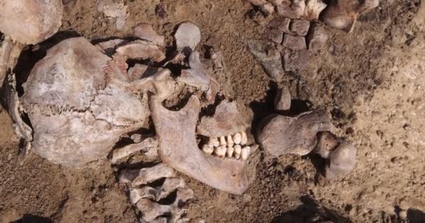 Crânes et os de personnes dans le sol, Travail de l'équipe de recherche sur le site d'une fusillade de masse de personnes. restes humains ossements de squelette, tombeau au sol. Véritables restes humains de victimes des nazis — Video