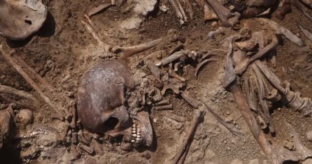 Skulls and bones of people in the ground, Work of the search team at the site of a mass shooting of people. Human remains bones of skeleton, ground tomb. Real human remains of victims of the Nazis — Stock Video