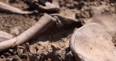 Toprağın altındaki insanların kafatasları ve kemikleri, toplu katliamların yapıldığı yerde arama ekibinin çalışması. İskelet kalıntıları, yer kabri. Nazilerin kurbanlarının gerçek kalıntıları.
