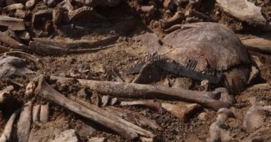 Toprağın altındaki insanların kafatasları ve kemikleri, toplu katliamların yapıldığı yerde arama ekibinin çalışması. İskelet kalıntıları, yer kabri. Nazilerin kurbanlarının gerçek kalıntıları.
