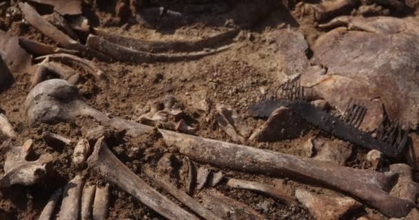 Skulls and bones of people in the ground, Work of the search team at the site of a mass shooting of people. Human remains bones of skeleton, ground tomb. Real human remains of victims of the Nazis — Stock Video