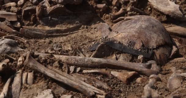 Teschi e ossa della gente nella terra, Lavoro della squadra di ricerca nel sito di una sparatoria di massa della gente. Resti umani ossa di scheletro, tomba a terra. Veri resti umani di vittime dei nazisti — Video Stock