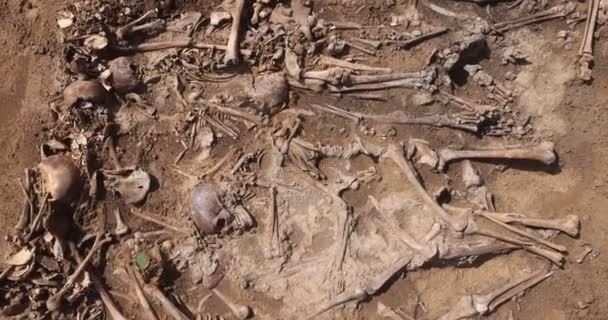 Skulls and bones of people in the ground, Work of the search team at the site of a mass shooting of people. Human remains bones of skeleton, ground tomb. Real human remains of victims of the Nazis — Stock Video