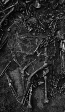 Topraktaki insan kalıntılarının en üst görüntüsü. Savaş suçu mahalli. Toplu katliam yapılan bir yer. İskelet kalıntıları, kafatasları. Nazilerin kurbanlarının insan kalıntıları.