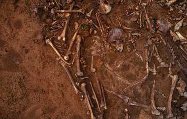 Topraktaki insan kalıntılarının en üst görüntüsü. Savaş suçu mahalli. Toplu katliam yapılan bir yer. İskelet kalıntıları, kafatasları. Nazilerin kurbanlarının insan kalıntıları.