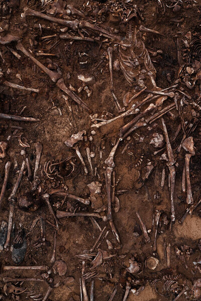 Top view of human remains in the ground. War crime scene. Site of a mass shooting of people. Human remains bones of skeleton, skulls . Human remains of victims of the Nazis