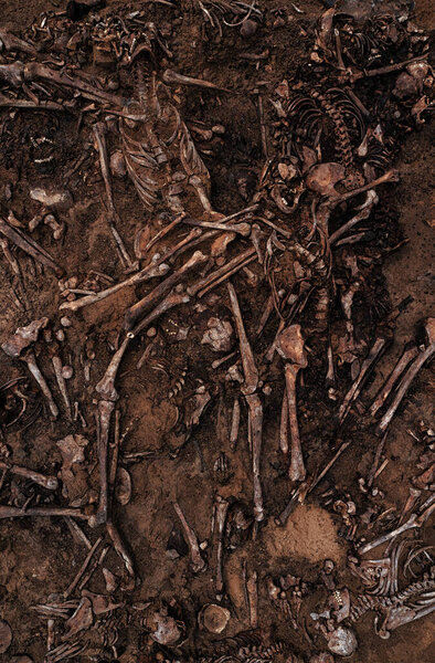 Top view of human remains in the ground. War crime scene. Site of a mass shooting of people. Human remains bones of skeleton, skulls . Human remains of victims of the Nazis
