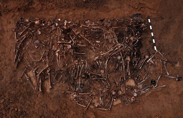 Top view of human remains in the ground. War crime scene. Site of a mass shooting of people. Human remains bones of skeleton, skulls . Human remains of victims of the Nazis