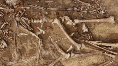 Toprağın altındaki insanların kafatasları ve kemikleri, toplu katliamların yapıldığı yerde arama ekibinin çalışması. İskelet kalıntıları, yer kabri. Nazilerin kurbanlarının gerçek kalıntıları.