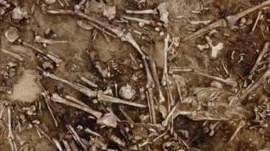 Toprağın altındaki insanların kafatasları ve kemikleri, toplu katliamların yapıldığı yerde arama ekibinin çalışması. İskelet kalıntıları, yer kabri. Nazilerin kurbanlarının gerçek kalıntıları.