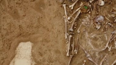 Toprağın altındaki insanların kafatasları ve kemikleri, toplu katliamların yapıldığı yerde arama ekibinin çalışması. İskelet kalıntıları, yer kabri. Nazilerin kurbanlarının gerçek kalıntıları.