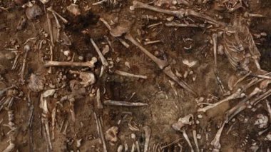 Toprağın altındaki insanların kafatasları ve kemikleri, toplu katliamların yapıldığı yerde arama ekibinin çalışması. İskelet kalıntıları, yer kabri. Nazilerin kurbanlarının gerçek kalıntıları.