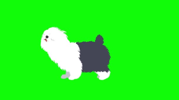 Maltese Dog Barking Snarling Animation Cartoon Video Clip High Resolution — Stock Video