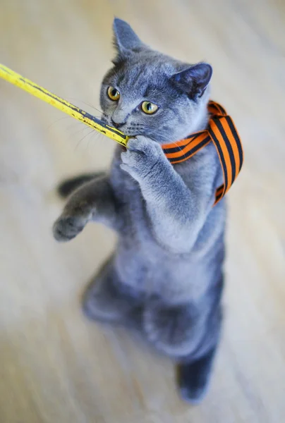 Gatito crianza escocés de pie en trasero piernas —  Fotos de Stock